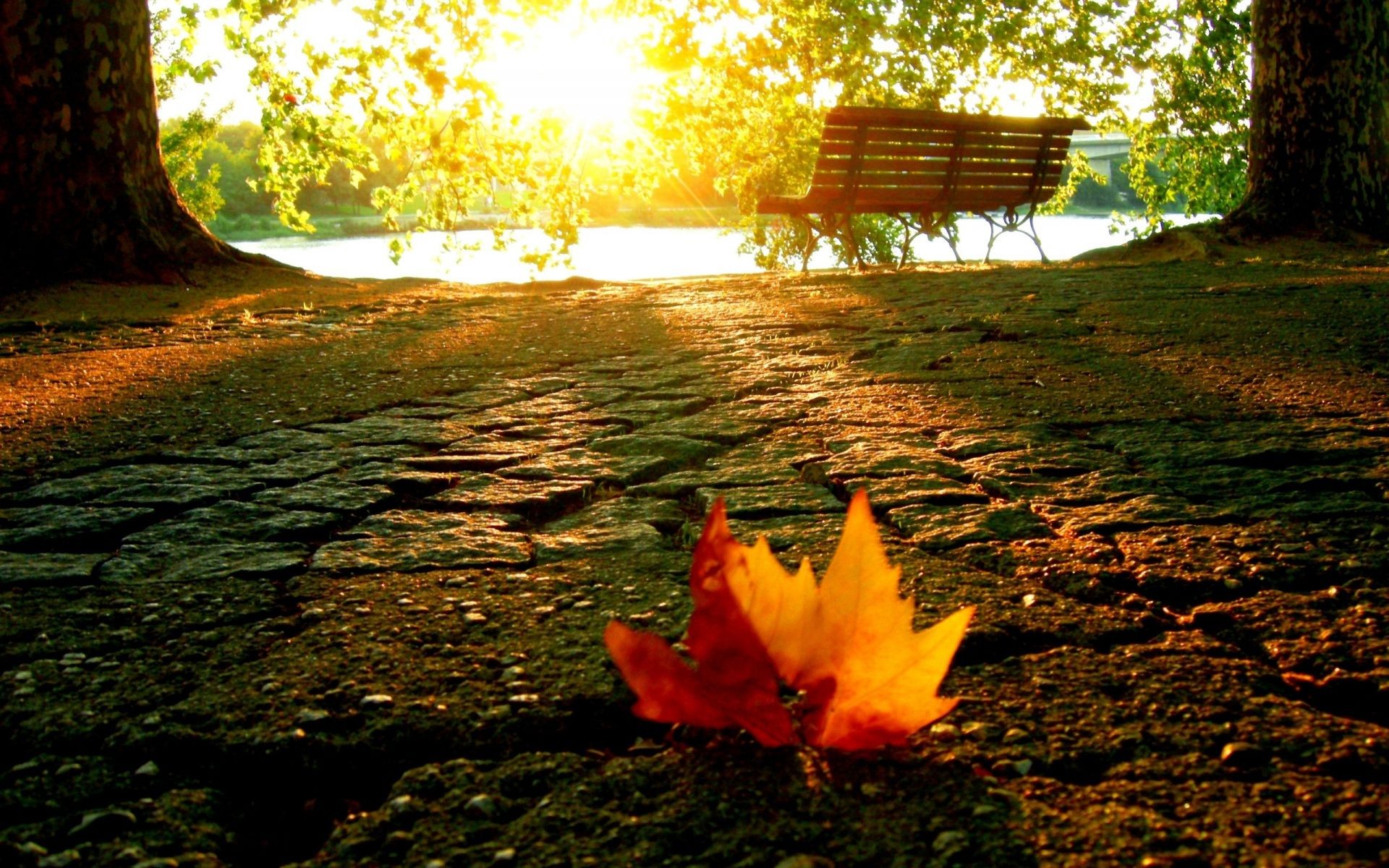 leaves fall leaf nature wood tree outdoors park light water maple landscape