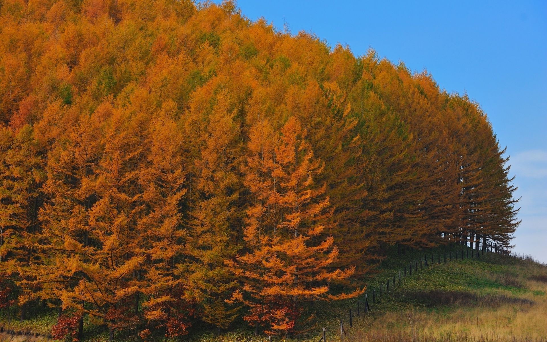 autumn tree fall outdoors landscape wood nature evening leaf daylight