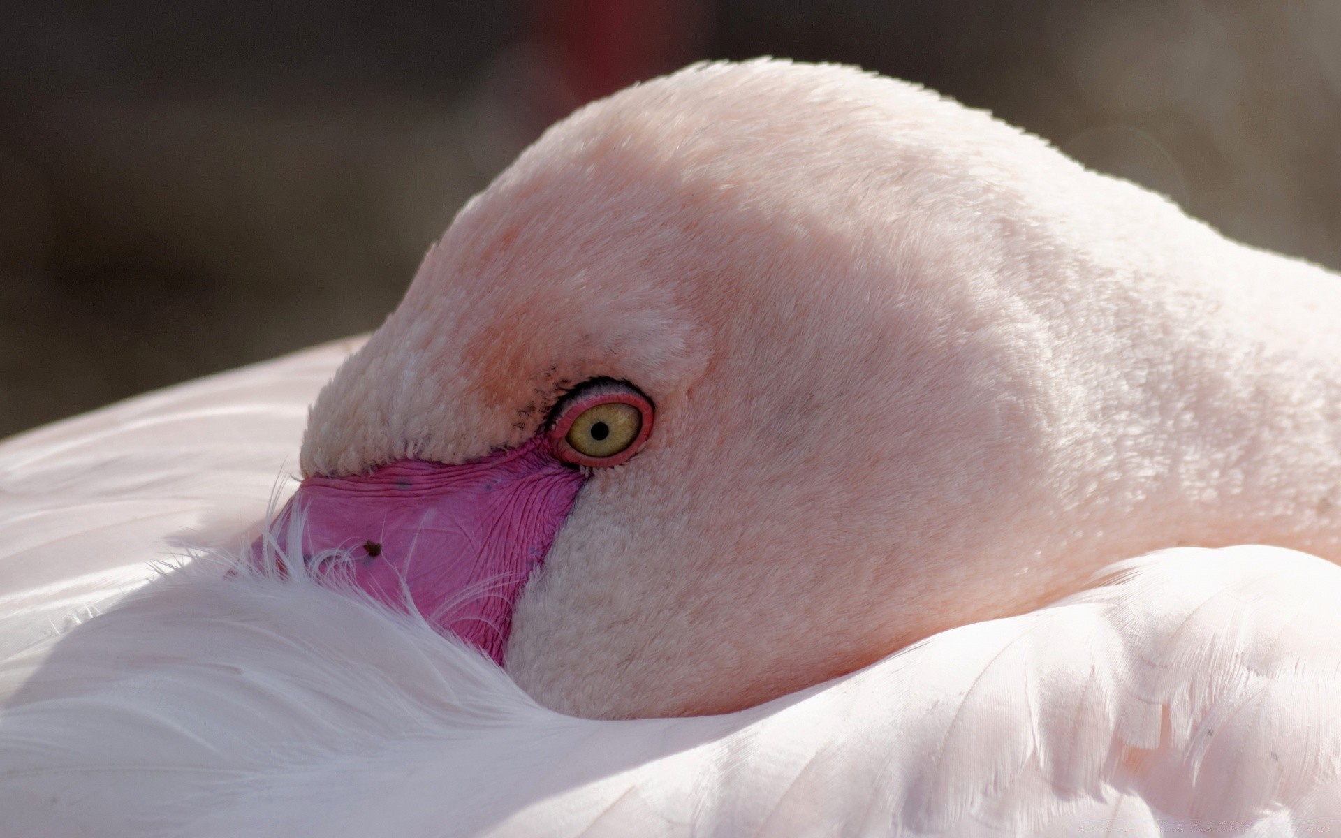 flamant rose oiseau seul portrait sommeil