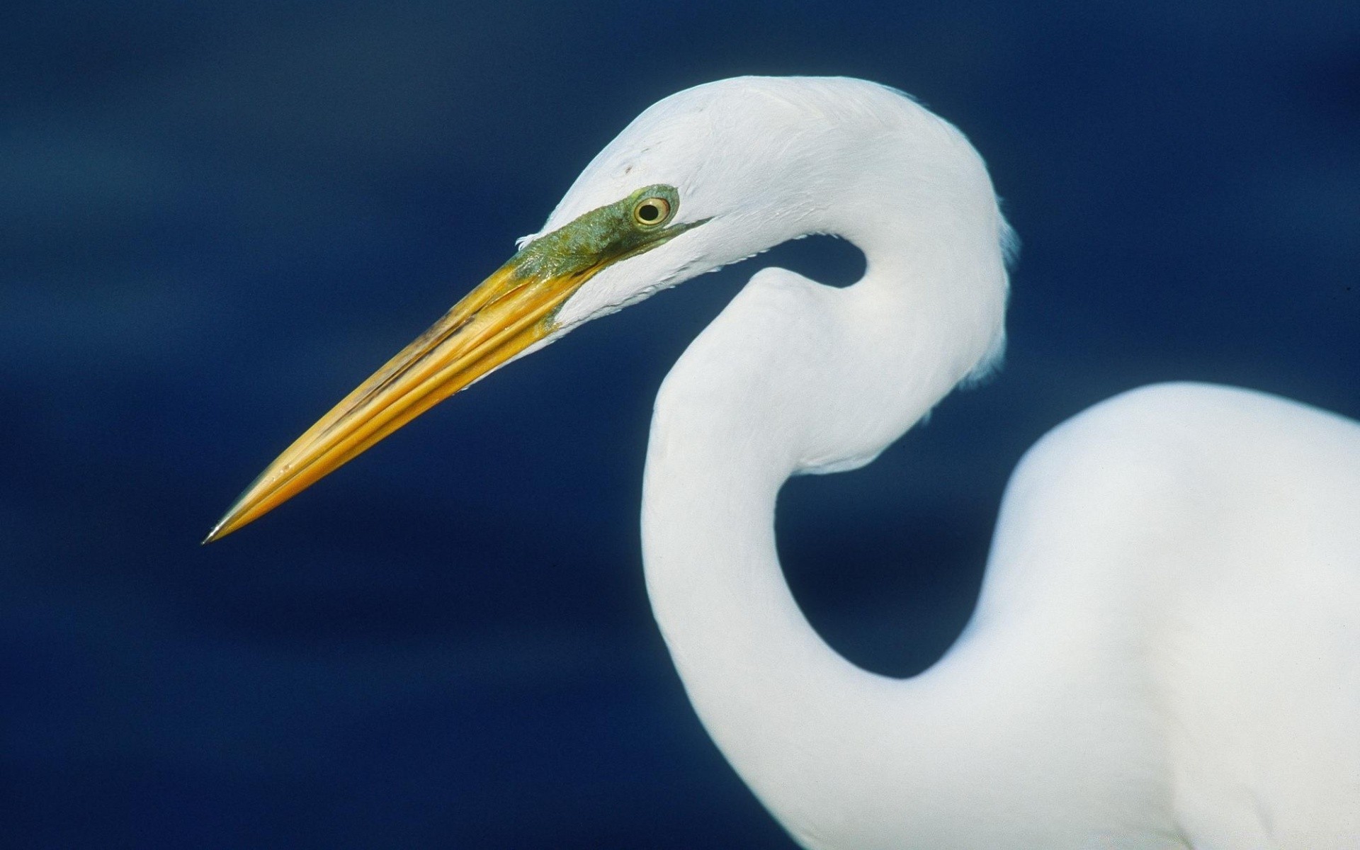 waterfowl bird wildlife water nature animal