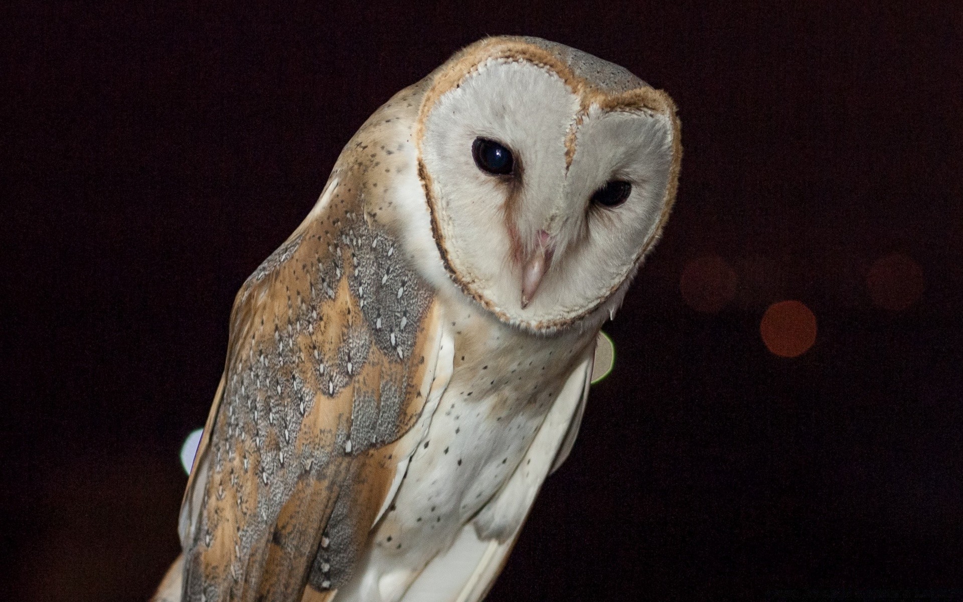 hibou oiseau raptor portrait faune un