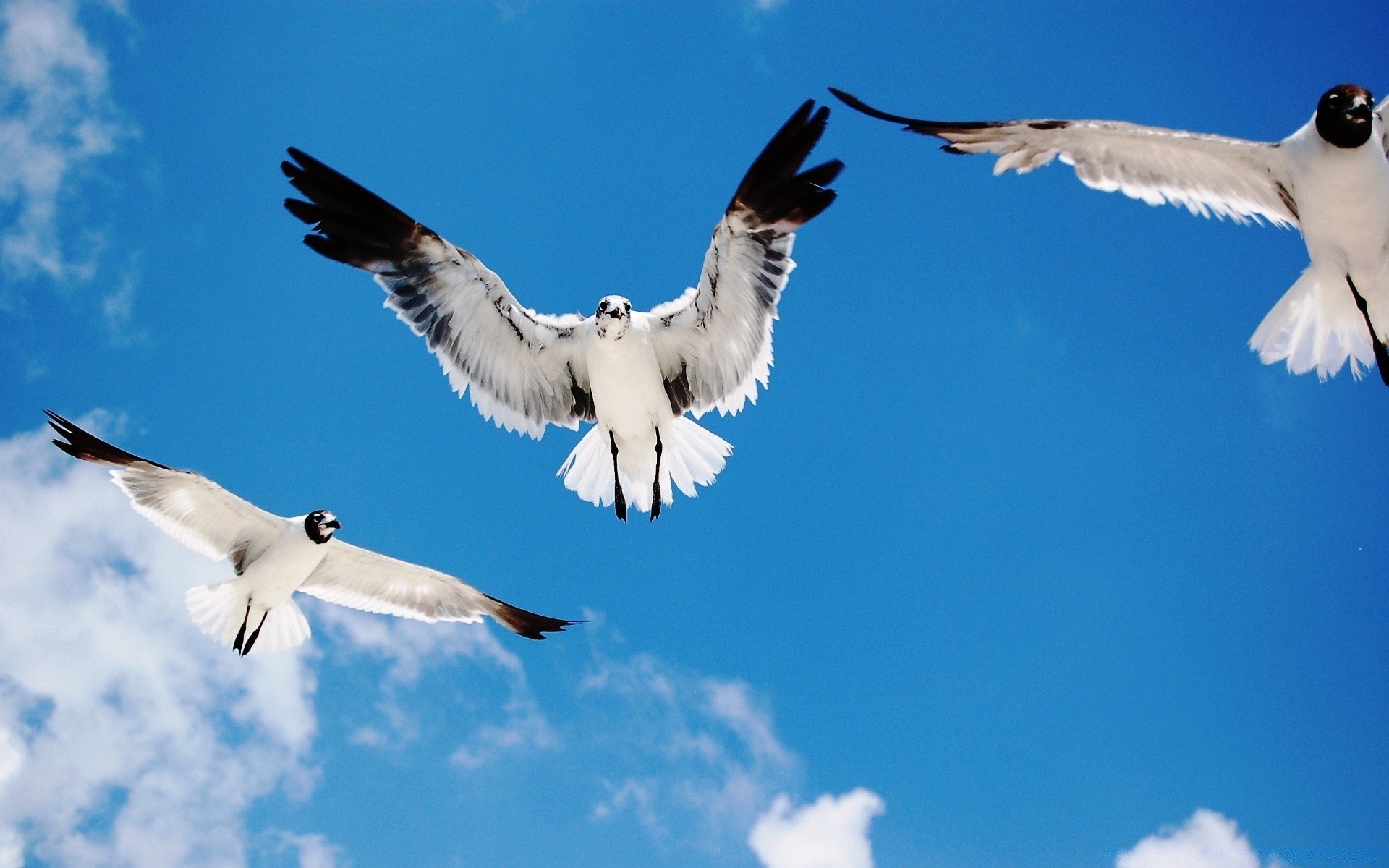 gabbiano uccello gabbiano volo fauna selvatica volare natura libertà cielo all aperto animale ala librarsi piuma apertura alare sterile