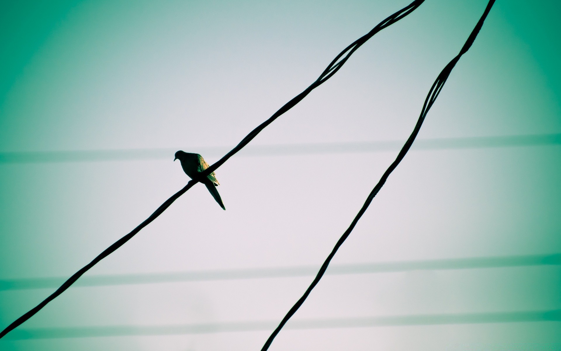 taube natur vogel desktop farbe himmel unschärfe im freien