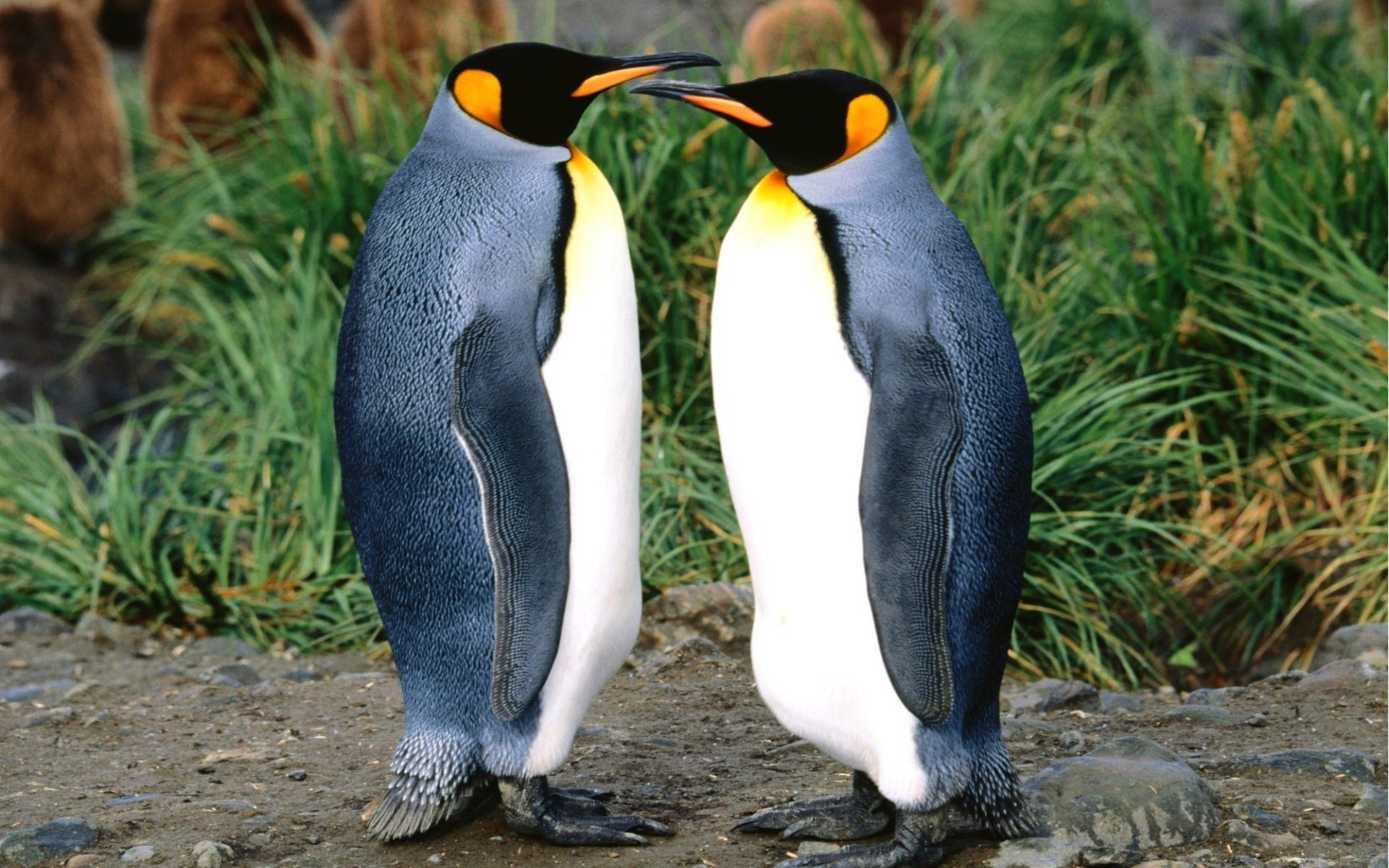 penguin wildlife bird nature outdoors wild animal