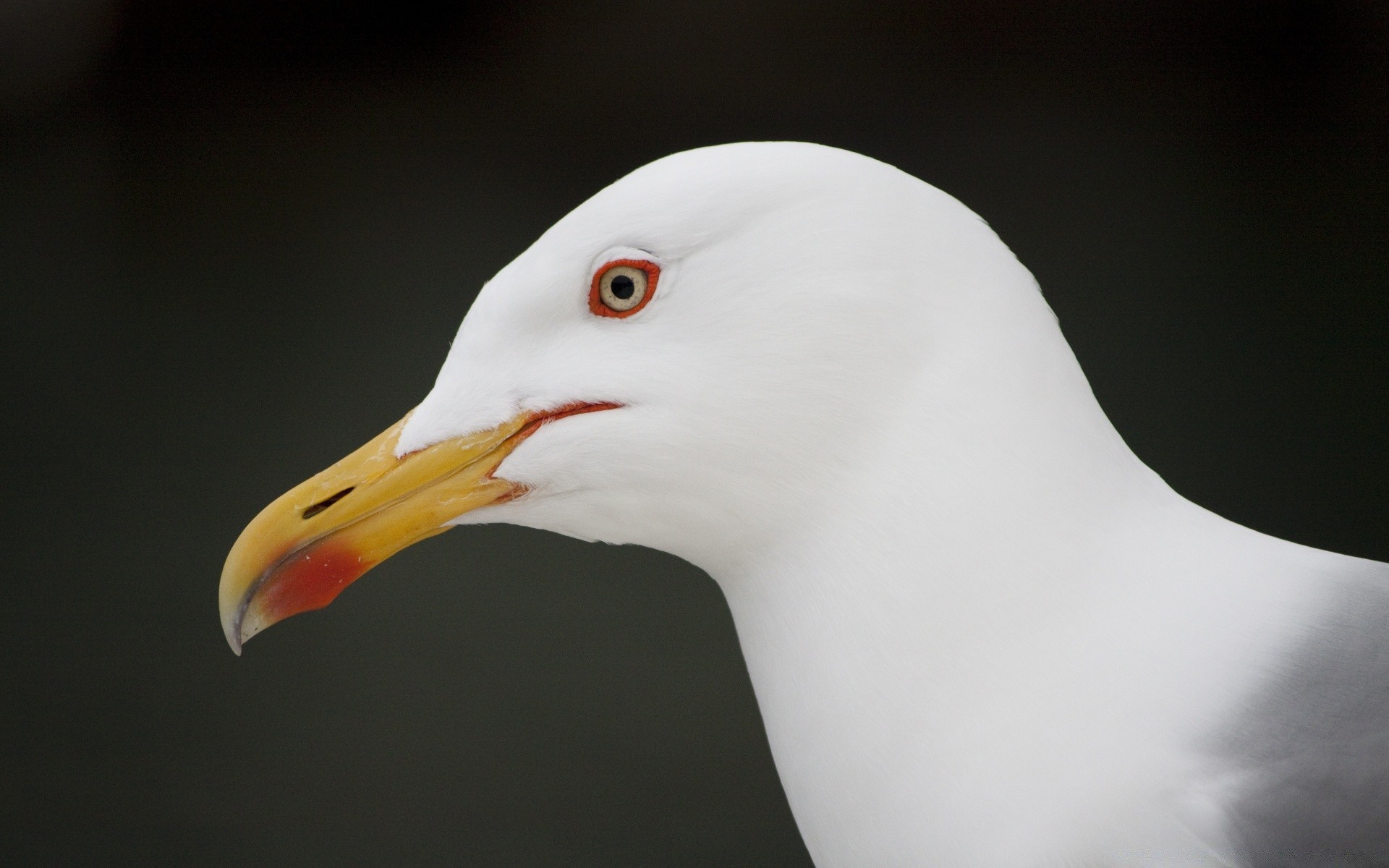 gabbiano uccello fauna selvatica animale ritratto natura profilo uno acqua gabbiano