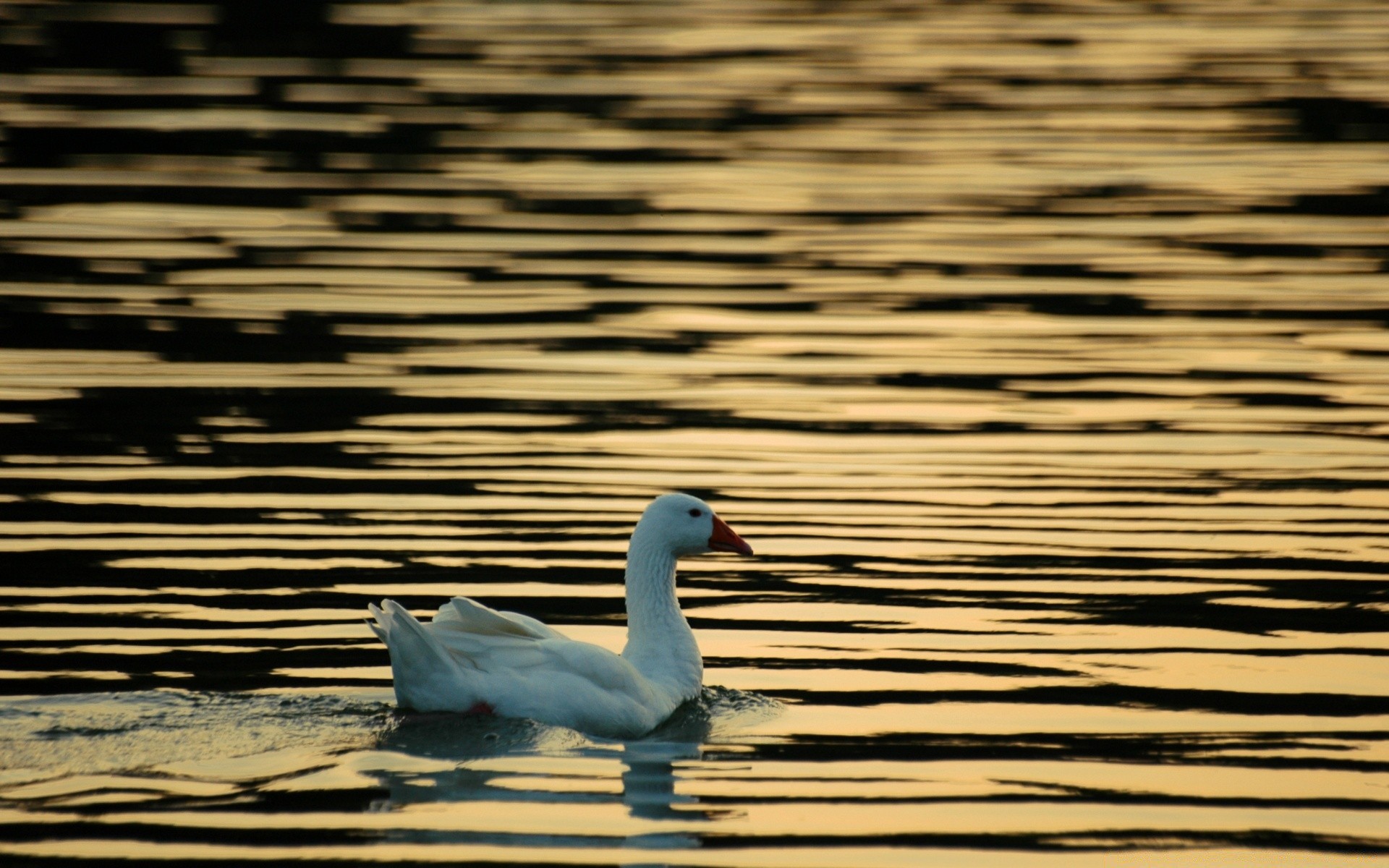 aves aquáticas água pássaro lago reflexão natureza cisne piscina pato rio vida selvagem pena mar animal bela ganso amanhecer natação