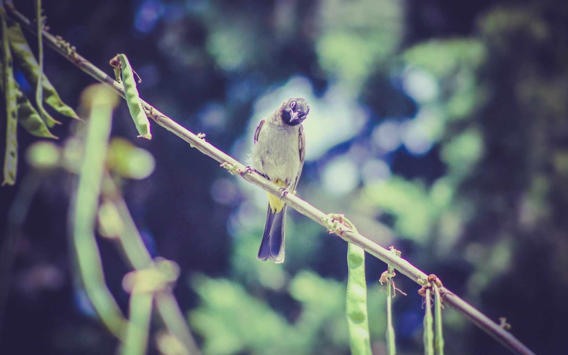 birds nature outdoors bird wildlife tree animal leaf little