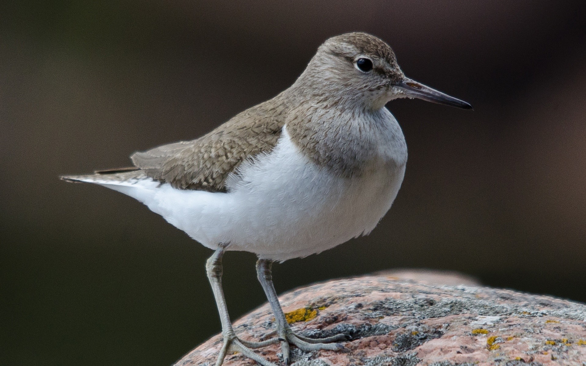 ptaki drób przyroda przyroda zwierzę avian