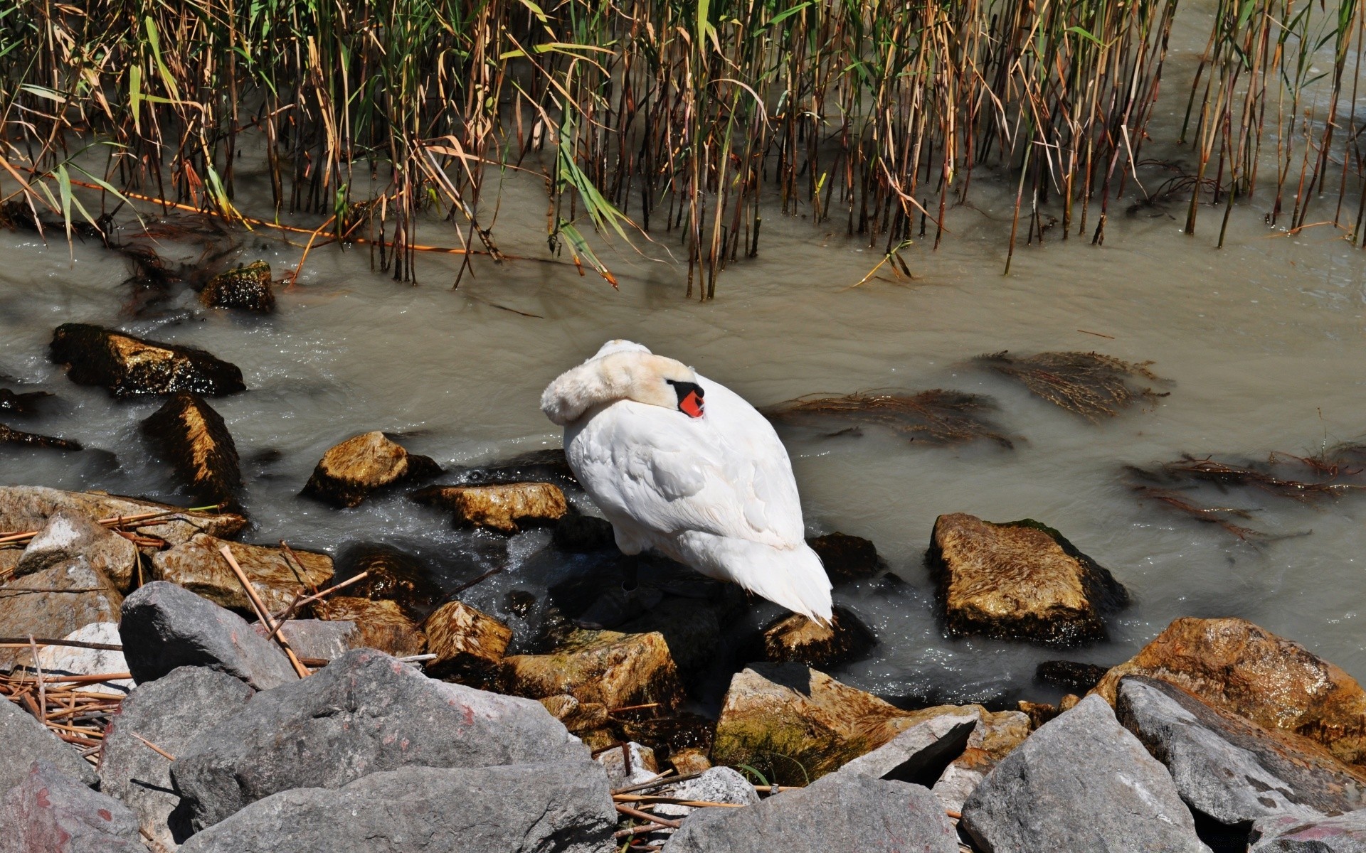 swans water nature bird wildlife animal outdoors environment wild river