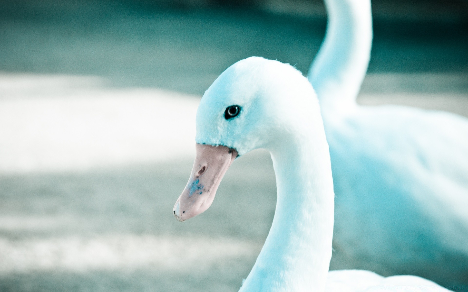 cigni acqua natura uccello fauna selvatica cigno animale lago all aperto nuoto mare carino estate