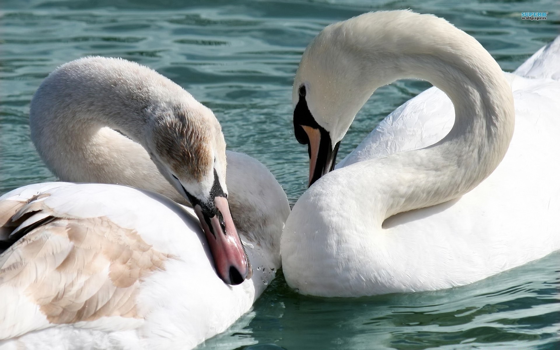 cisnes cisne água pássaro natação natureza vida selvagem água lago pena ao ar livre bico reflexão aves animal