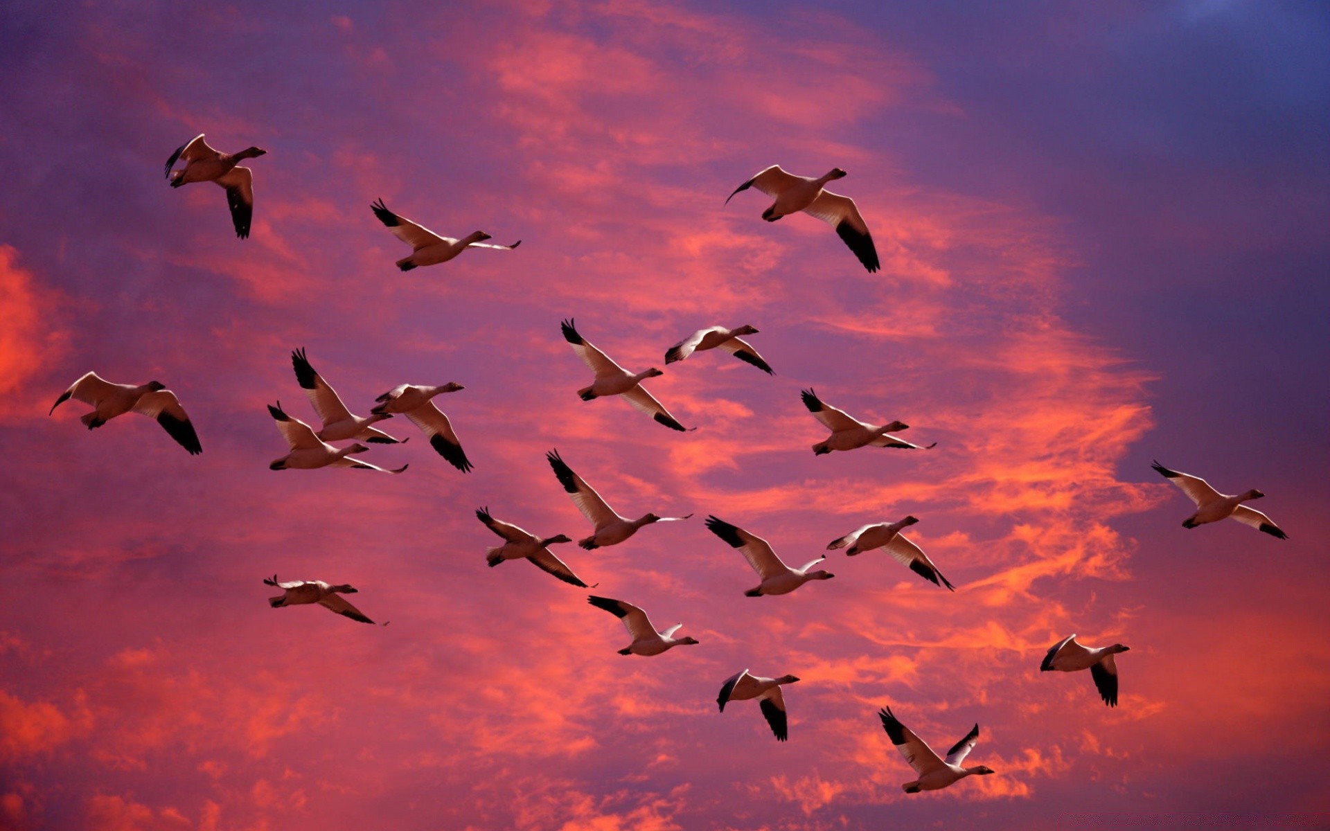 sauvagine oiseau vol mouette voler ciel oie faune troupeau pigeon coucher de soleil liberté nature soleil silhouette