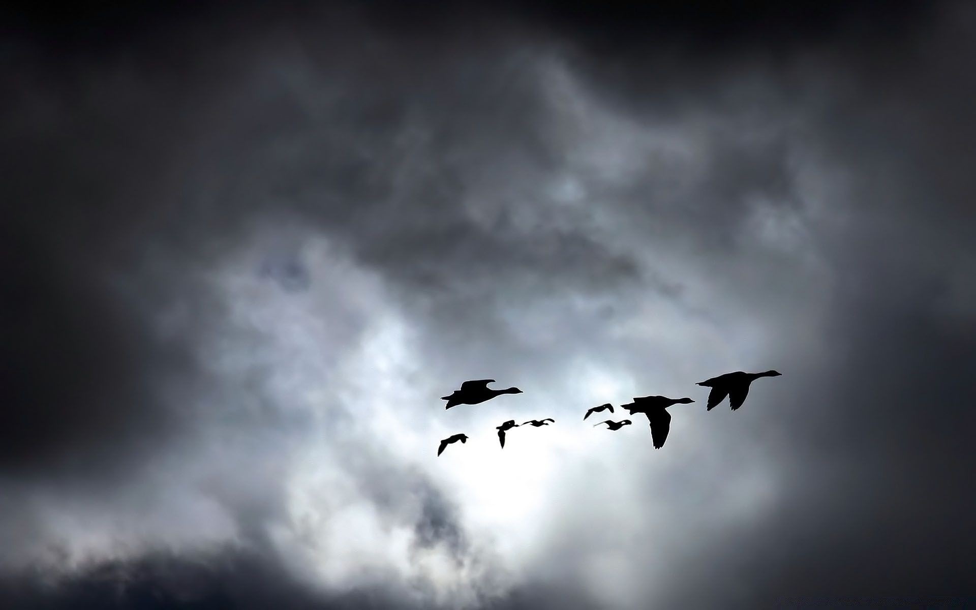 birds sky bird flight airplane silhouette outdoors dark aircraft cloud sunset air fly nature crow storm goose landscape dawn light