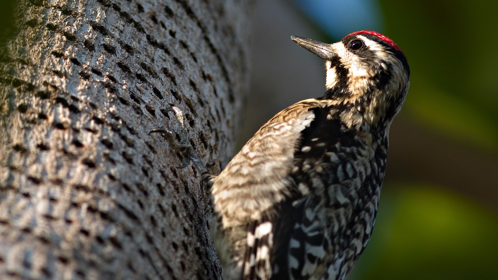 aves aves vida silvestre naturaleza al aire libre madera animal