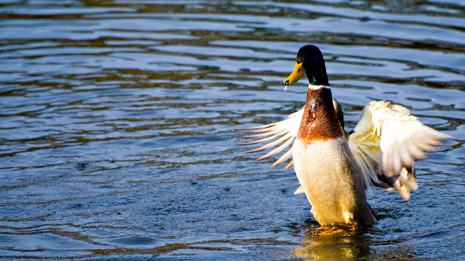 duck water lake pool bird waterfowl wildlife mallard poultry swimming outdoors nature river reflection animal