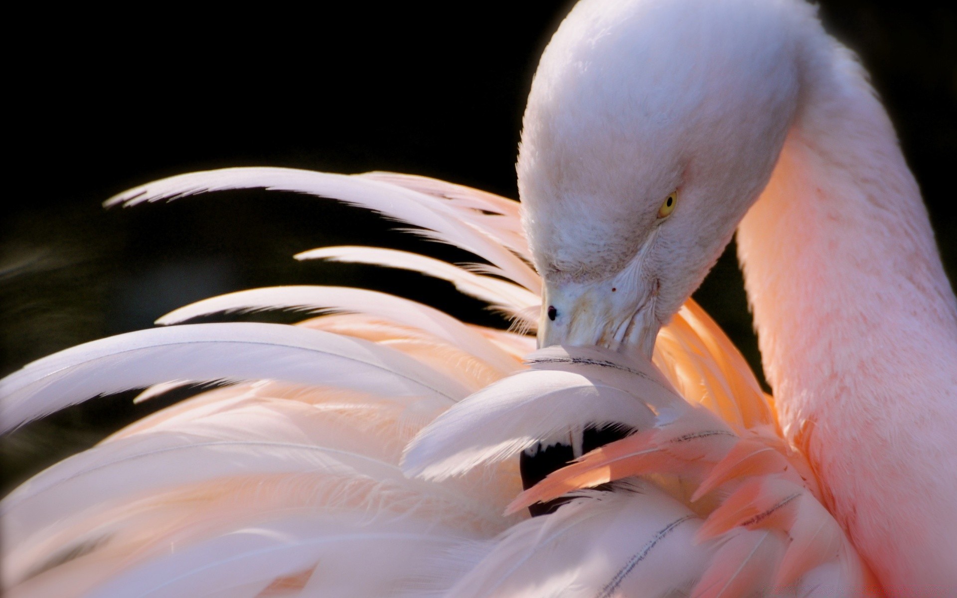 flamingo oiseau faune eau nature animal plume à l extérieur unique bec mer aile portrait