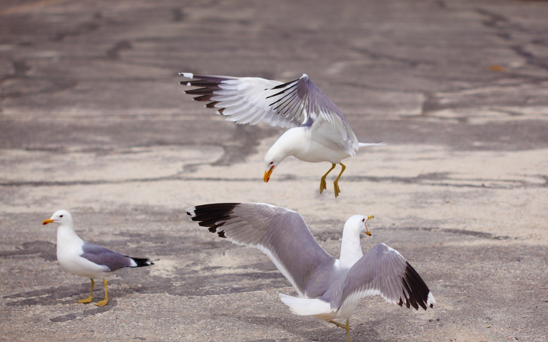 gabbiano uccello gabbiano fauna selvatica piuma animale volo becco uccelli acquatici volare uccelli acqua natura ala selvaggio mare uccelli avian lago anatra