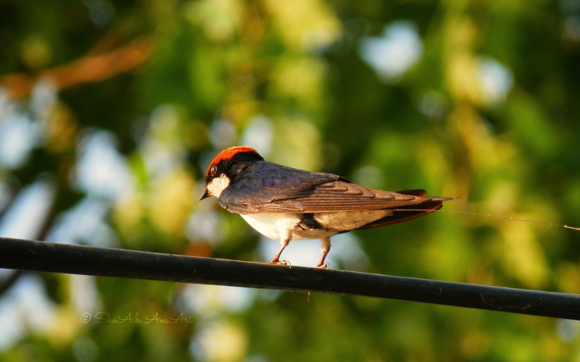 birds bird wildlife nature animal outdoors wild wing flight