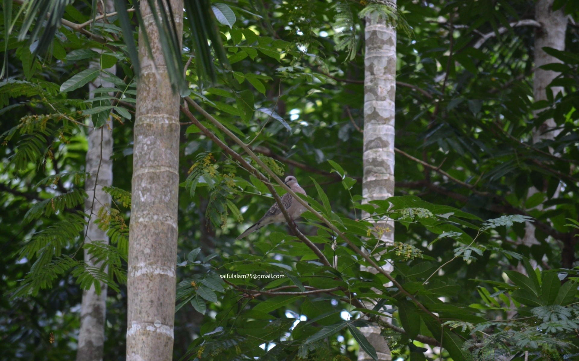 birds tree tropical leaf nature wood jungle rainforest flora environment branch outdoors growth park lush garden trunk