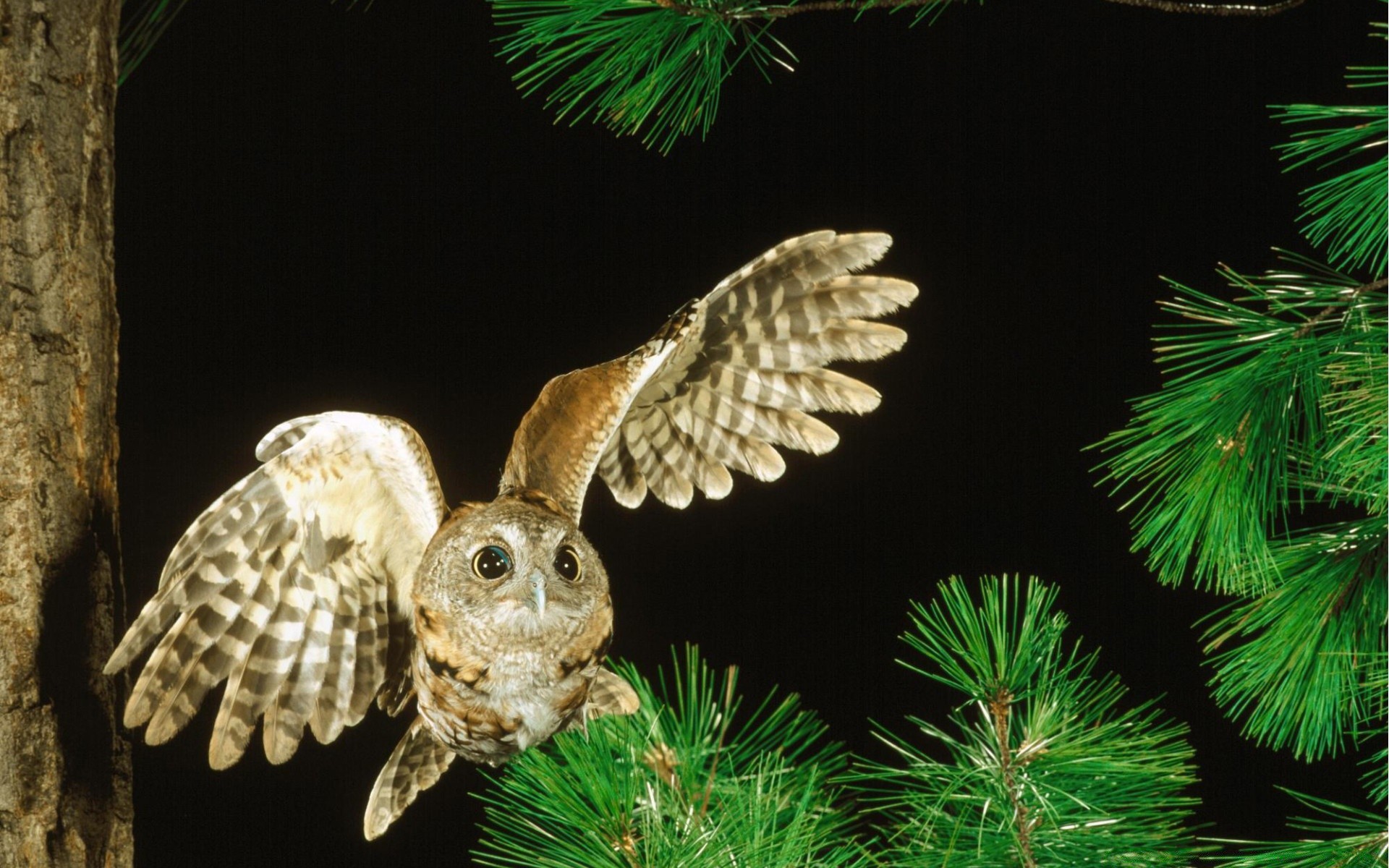 coruja árvore pinho natal natureza coníferas madeira inverno decoração abeto evergreen ao ar livre abeto