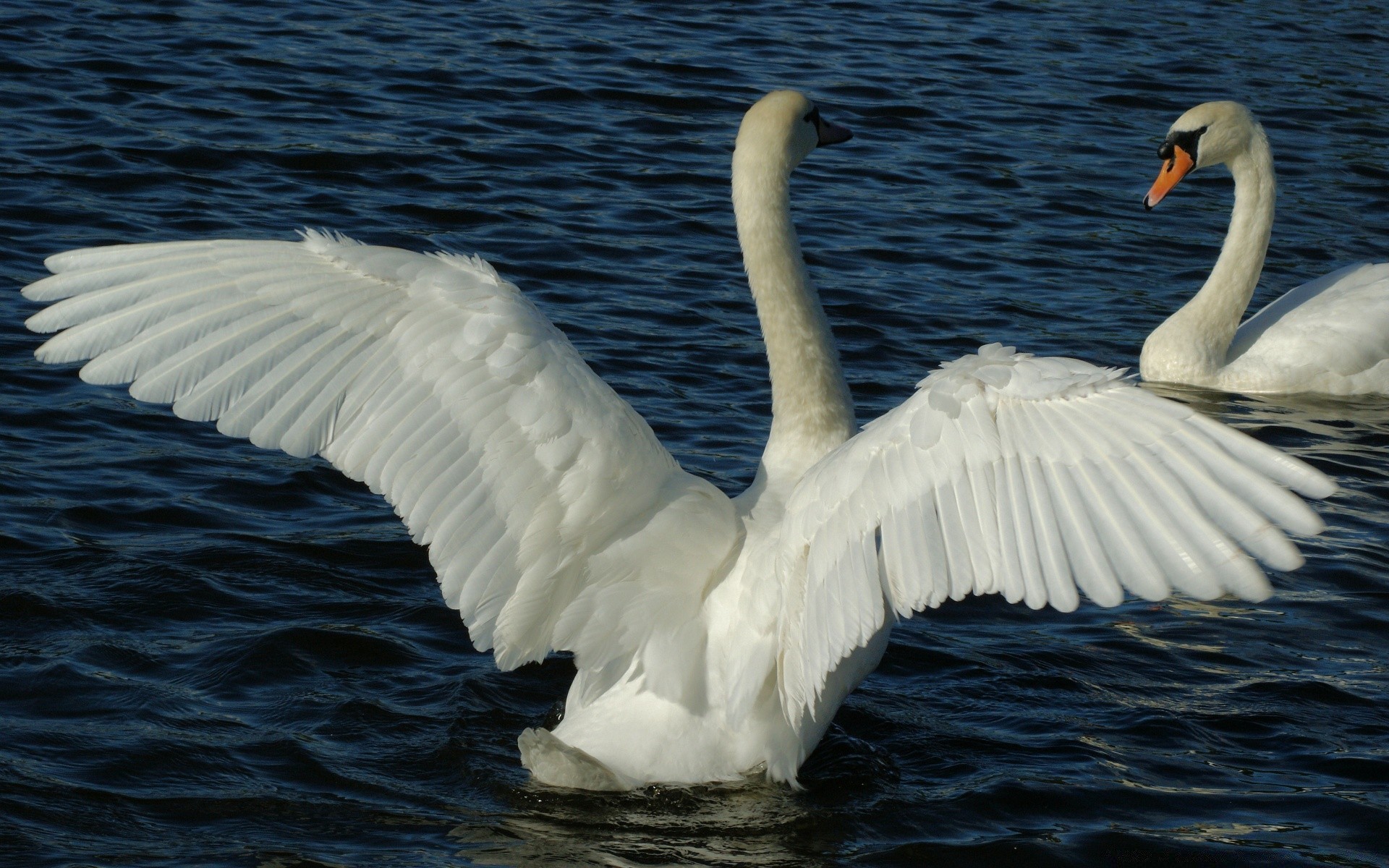 cygnes cygne oiseau eau sauvagine lac nature plume oie oiseaux faune bec canard natation mouettes