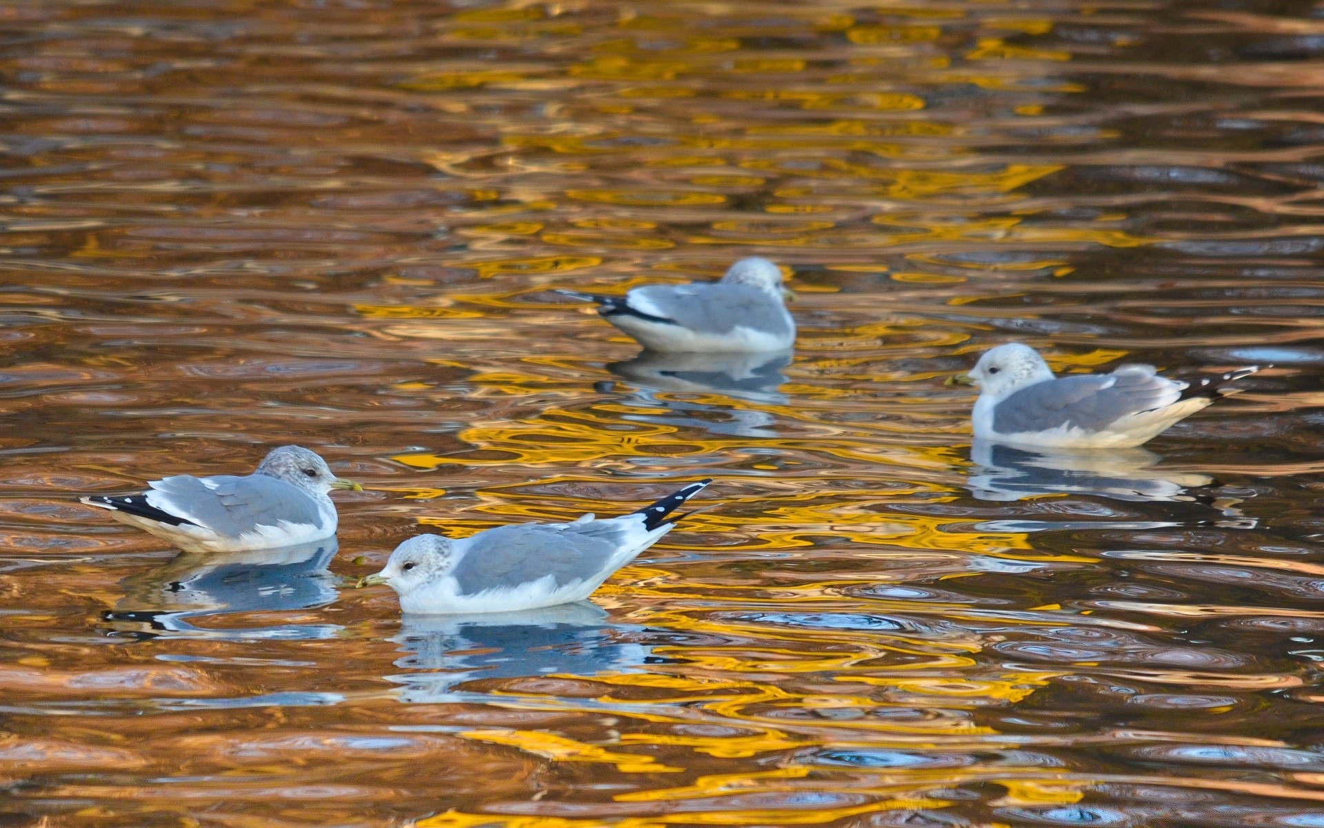 ptactwo wodne ptak dzika przyroda mewy pióro zwierzę natura woda dziób lot skrzydło avian dziki obserwowanie ptaków latać