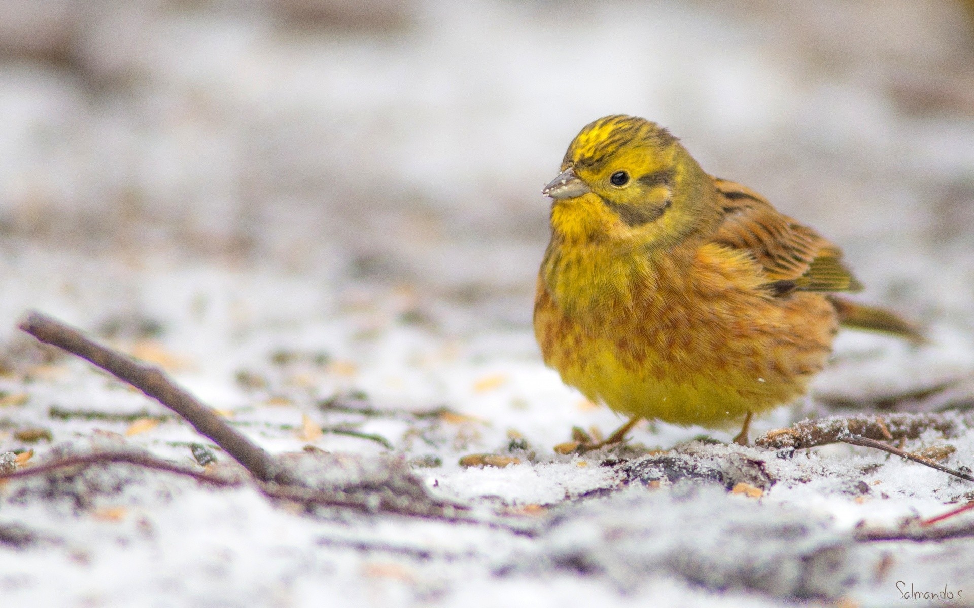 birds bird wildlife nature outdoors animal songbird wild little avian