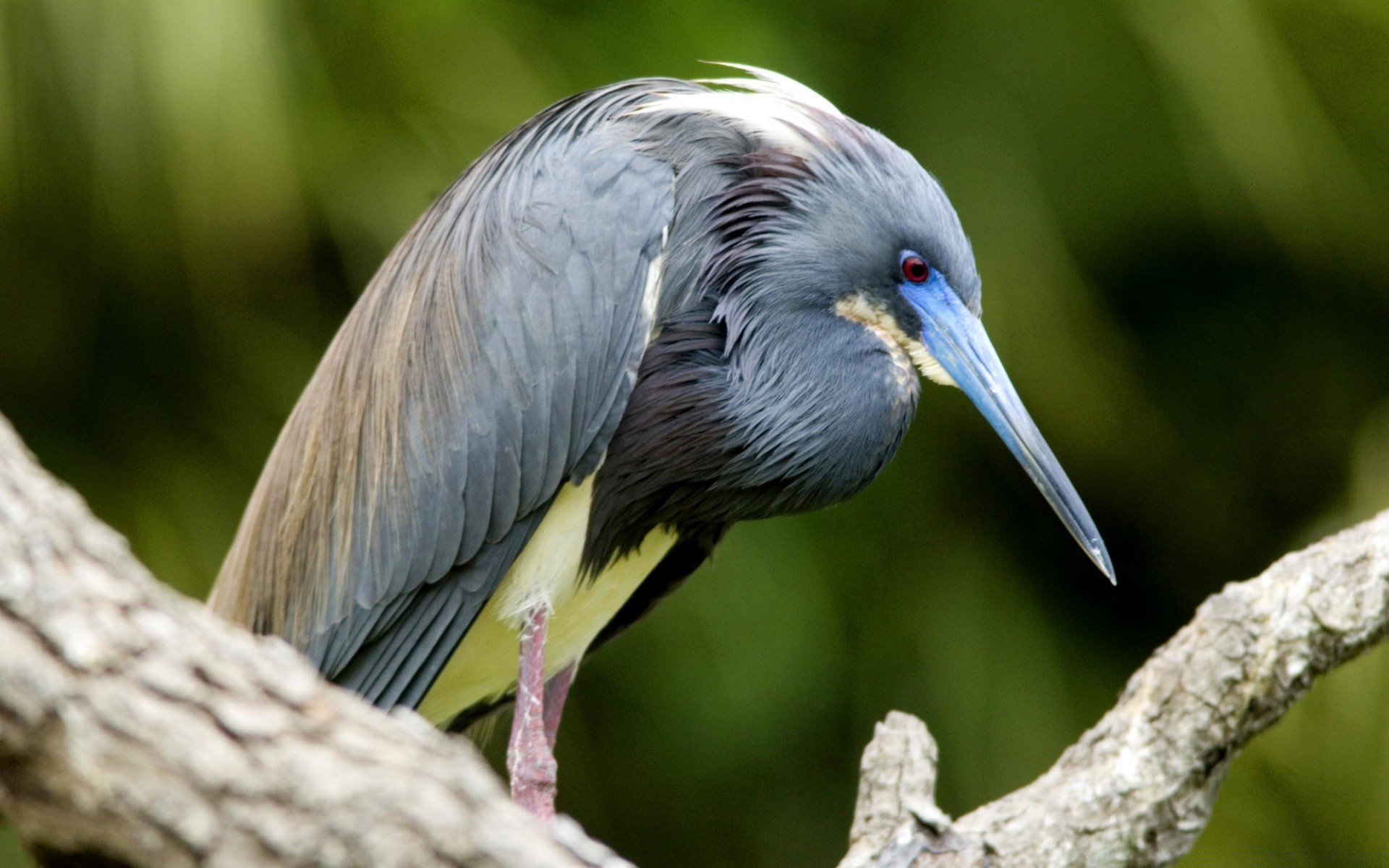 ptactwo wodne ptak dzika przyroda natura zwierzę dziób gerona dziki avian na zewnątrz pióro skrzydło