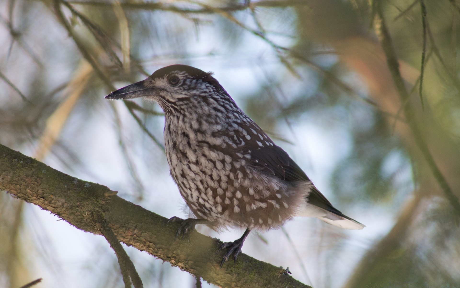 birds bird wildlife outdoors nature tree wood