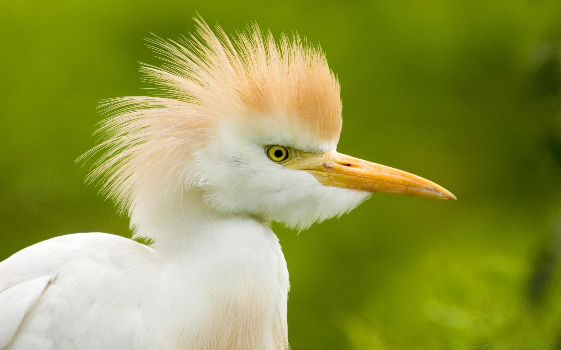 sauvagine oiseau faune nature animal