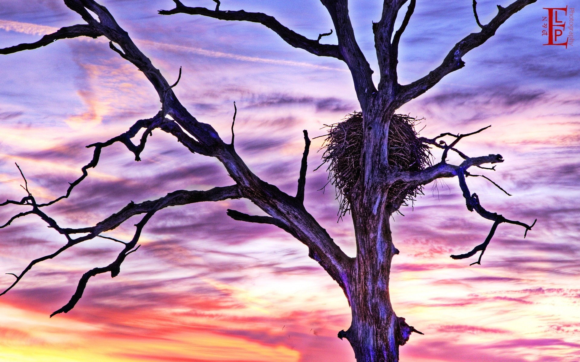 uccelli albero natura paesaggio cielo all aperto tramonto crepuscolo estate sera legno meteo mercoledì ramo silhouette sole alba