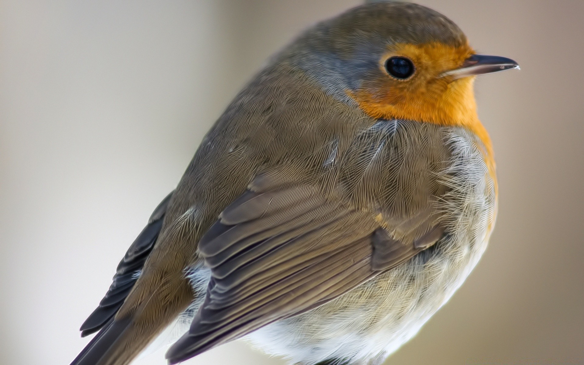 oiseaux oiseau faune avian robin animal chant nature unique sauvage