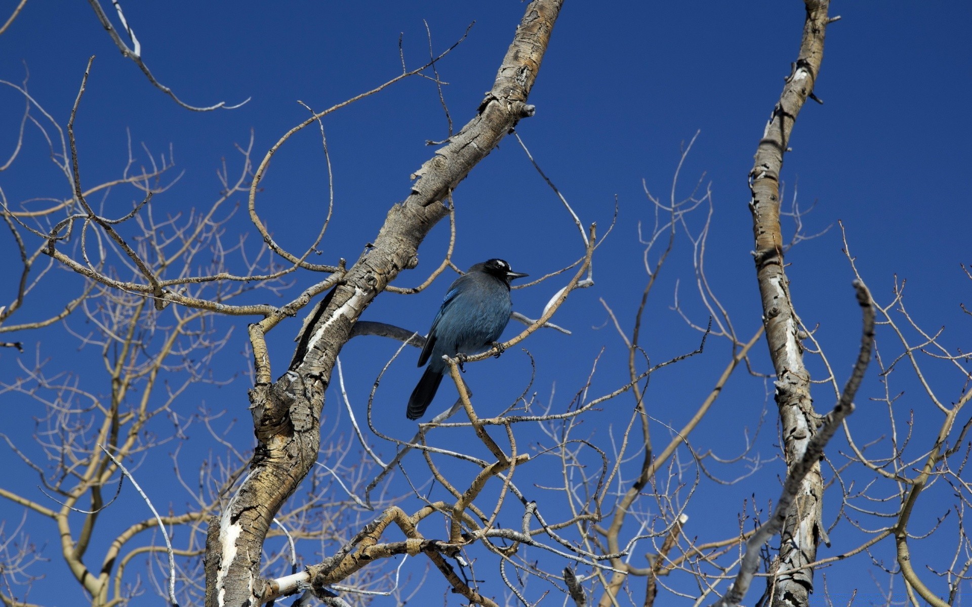 birds tree bird nature wood sky branch wildlife outdoors environment nest