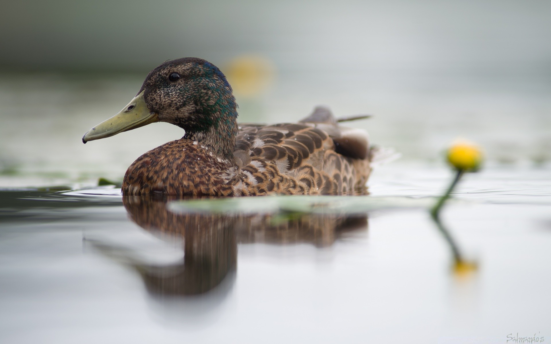 sauvagine canard nature oiseau la faune à l extérieur flou sauvage oiseaux