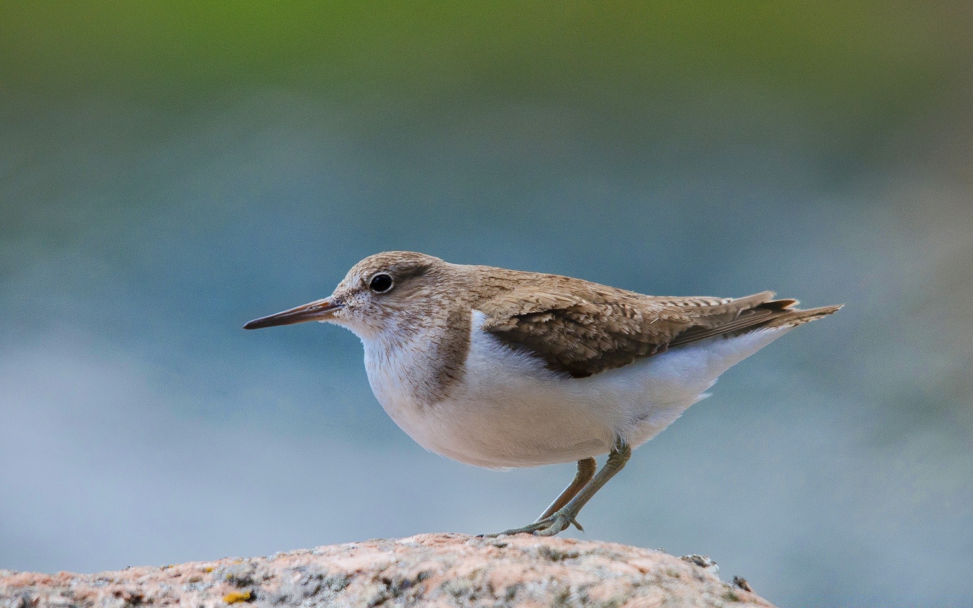 birds bird wildlife nature outdoors daylight