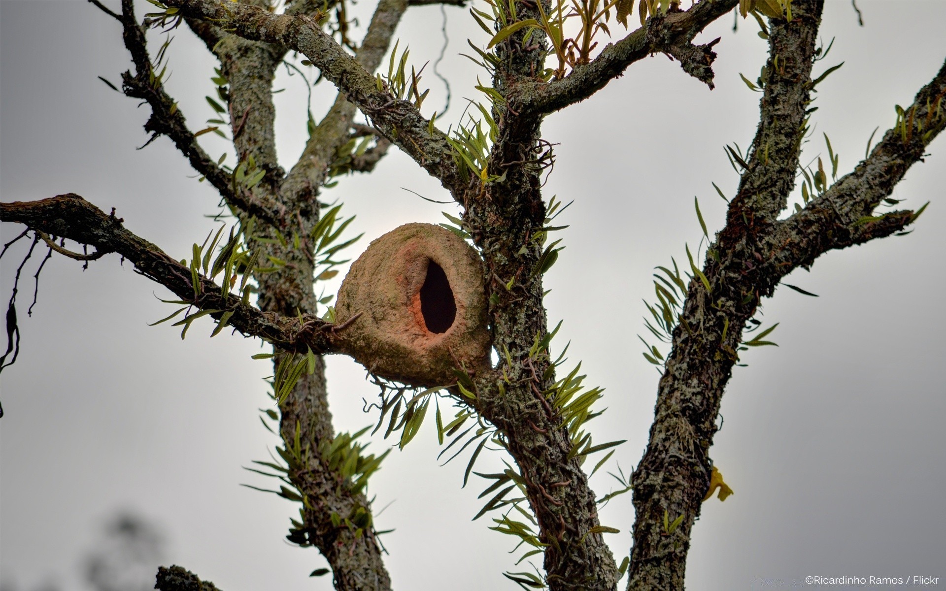 oiseaux arbre nature oiseau à l extérieur la faune nid branche bois environnement animal