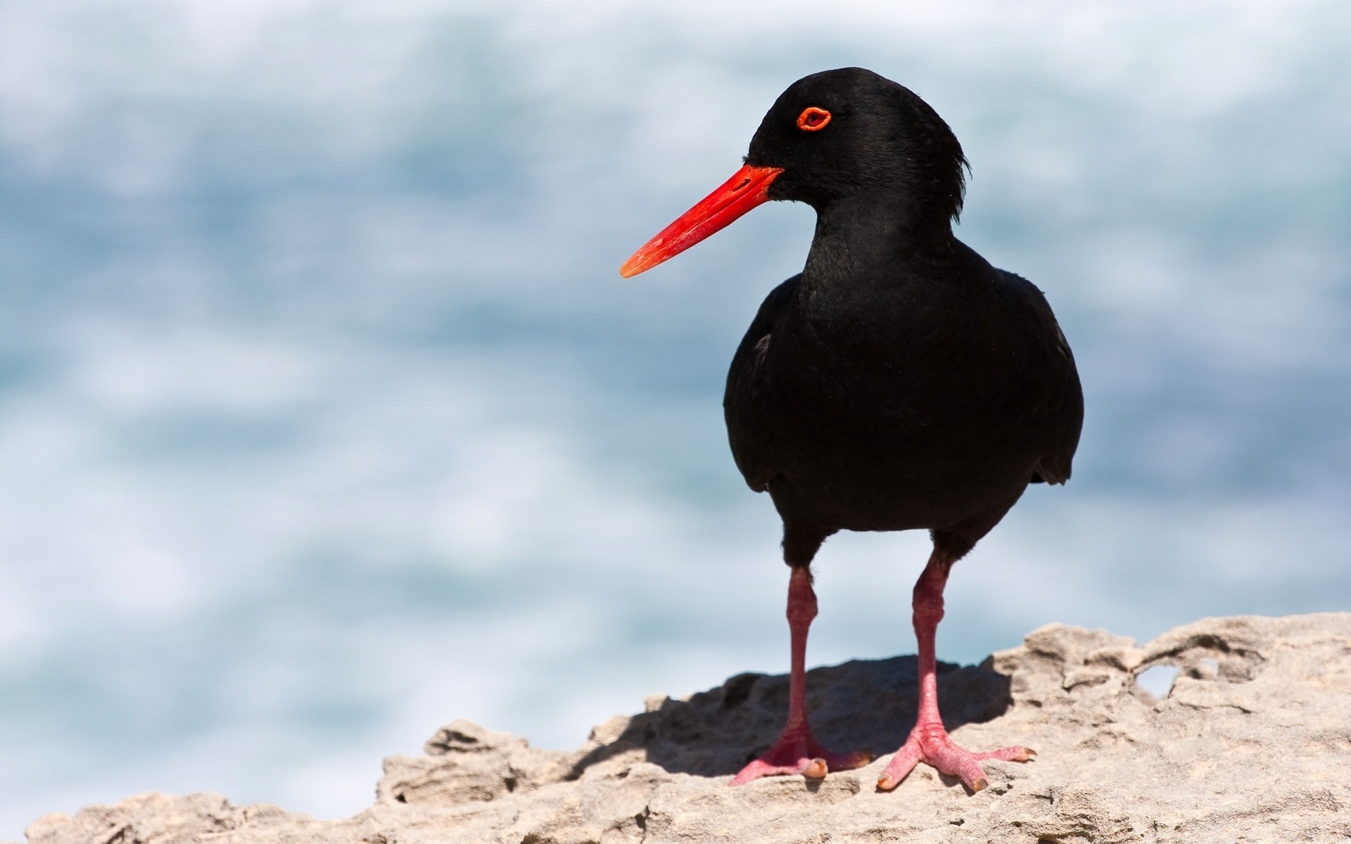 aves pássaro vida selvagem animal ao ar livre