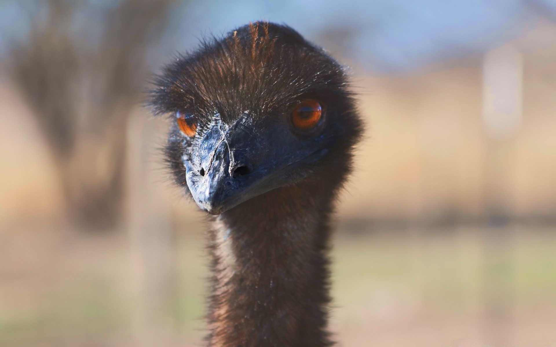 autruche faune oiseau oeil portrait animal nature zoo à l extérieur tête sauvage mammifère émeu