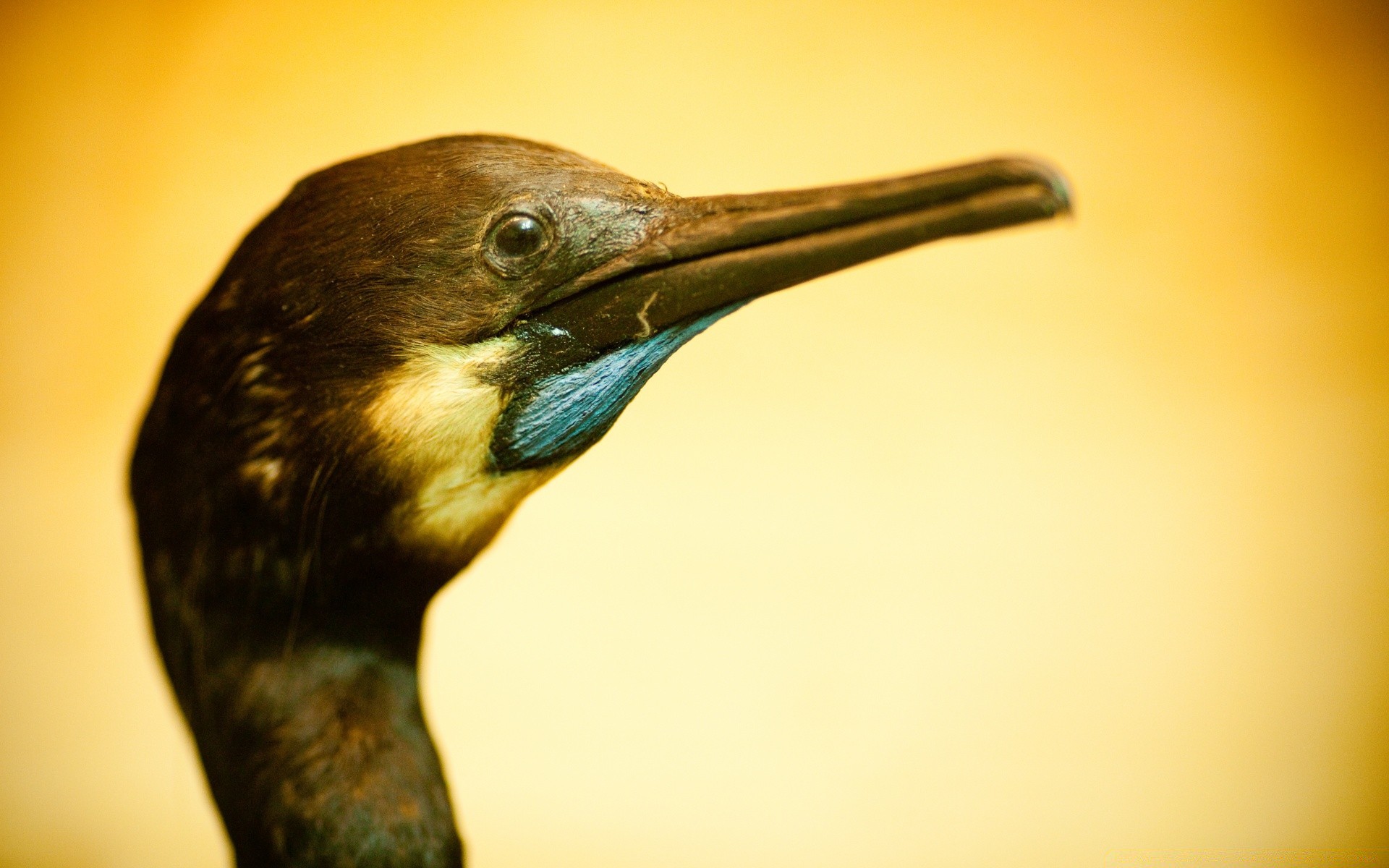 uccelli uccello fauna selvatica uno natura luce del giorno