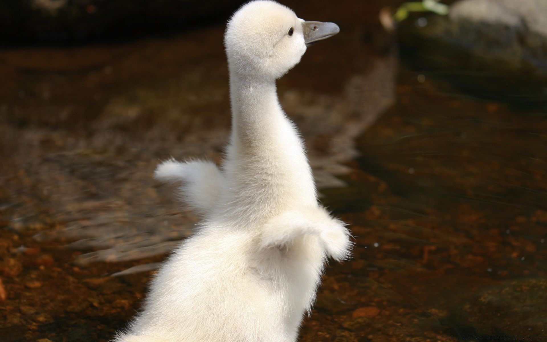 cisnes aves agua vida silvestre al aire libre naturaleza solo