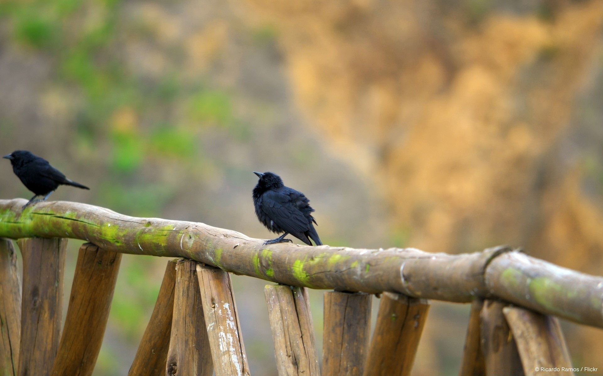 aves aves vida silvestre naturaleza al aire libre animal madera