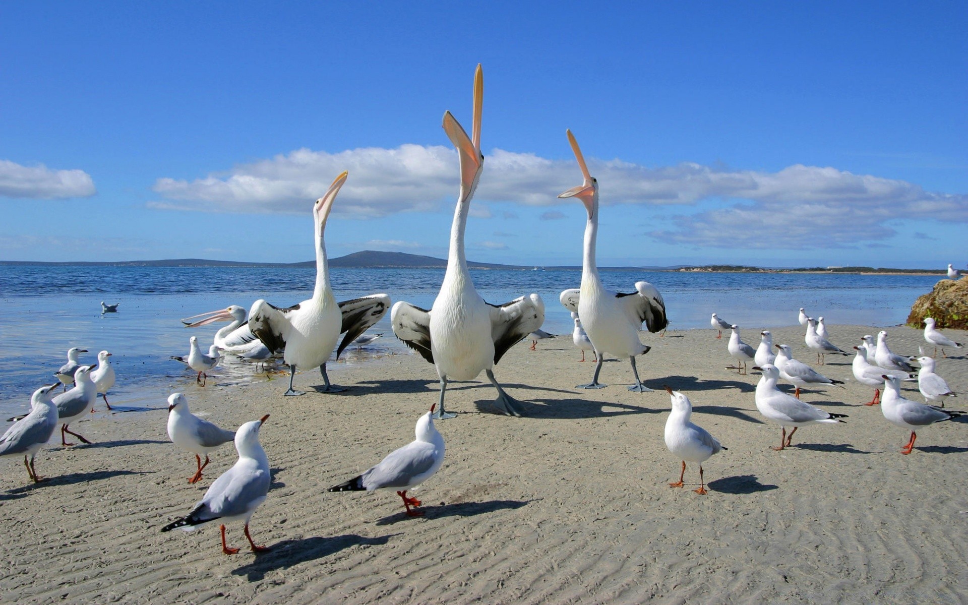 wasservögel möwen vogel wasser strand meer ozean meer sommer himmel sand natur reisen flug ufer unfruchtbar