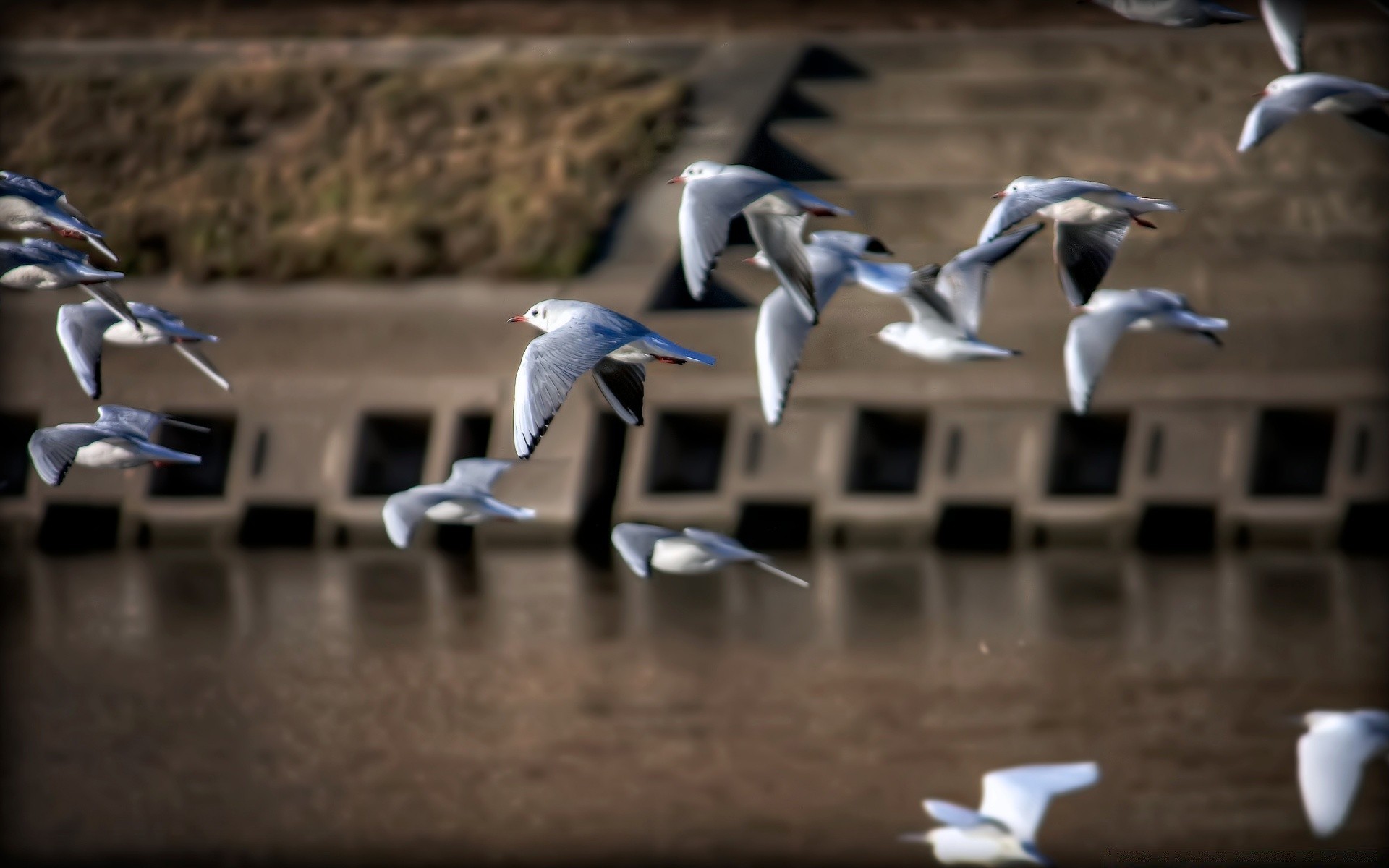 mouette oiseau à l extérieur concours la faune ville action mouettes