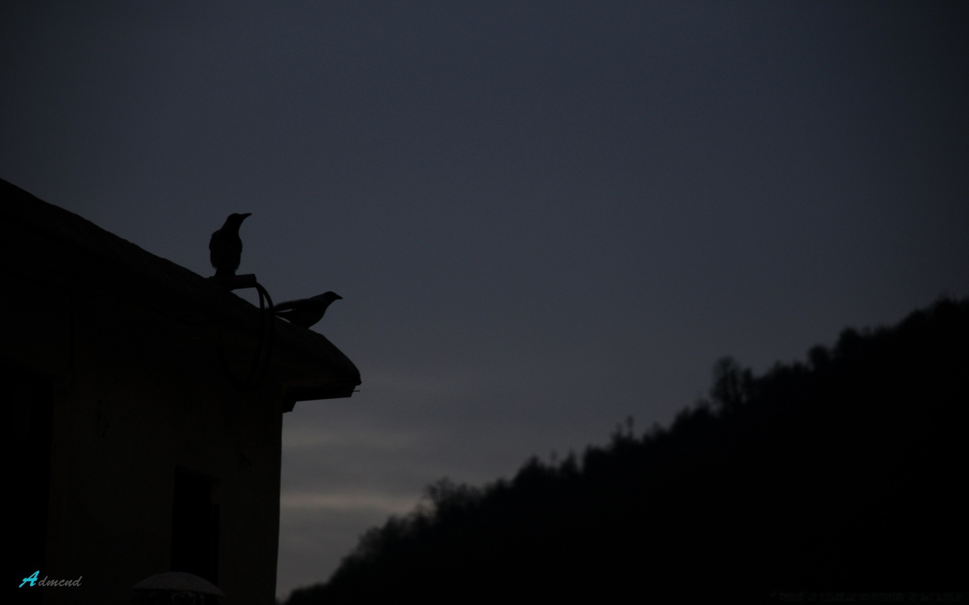 oiseaux silhouette oiseau coucher de soleil rétro-éclairé lune ciel soir aube crépuscule paysage à l extérieur lumière arbre monochrome soleil voyage brouillard corbeau