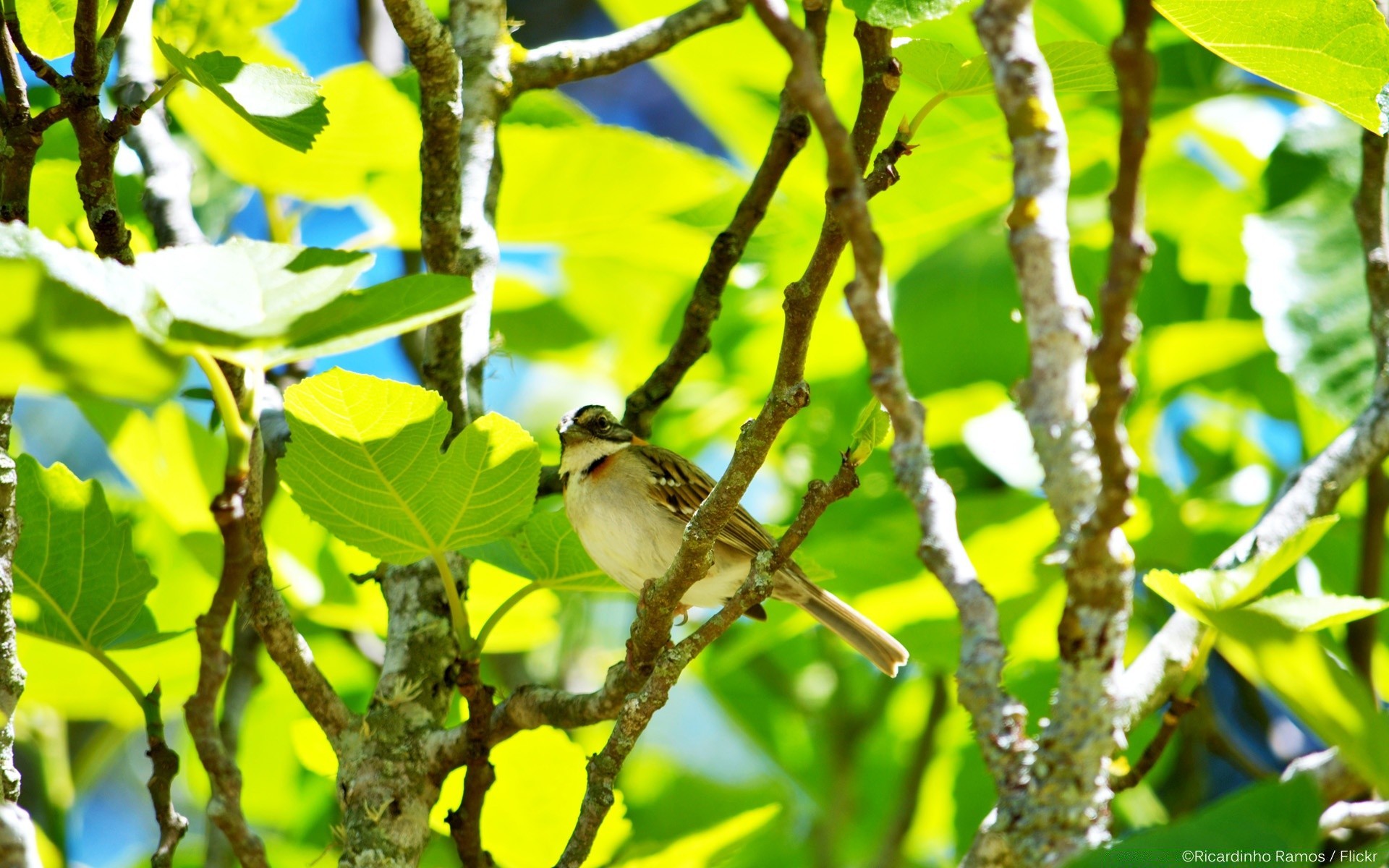 vögel blatt natur baum im freien garten sommer flora umwelt zweig wenig wachstum park hell farbe schließen gutes wetter holz vogel wild