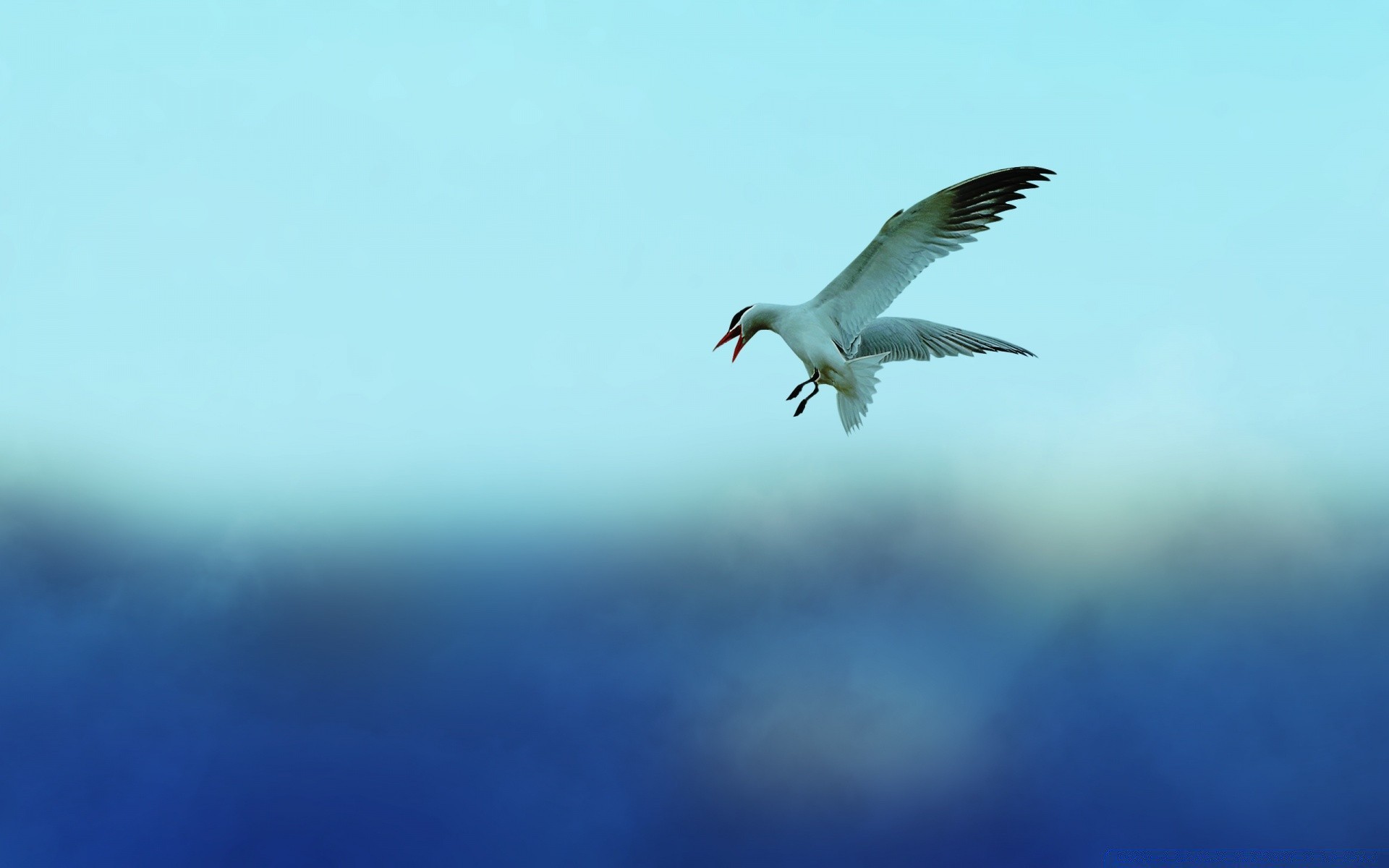 möwe vogel tierwelt natur möwen im freien himmel flug wasser freiheit fliegen unschärfe