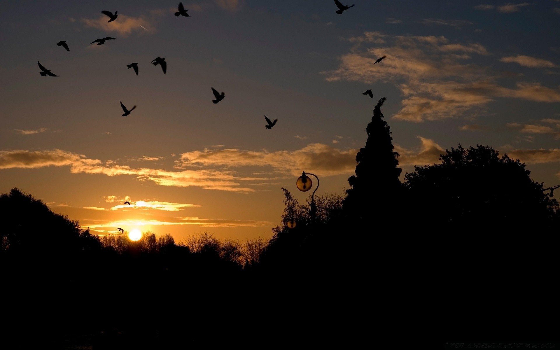 uccelli silhouette tramonto sera illuminato alba uccello luce crepuscolo cielo luna albero paesaggio all aperto oca fauna selvatica