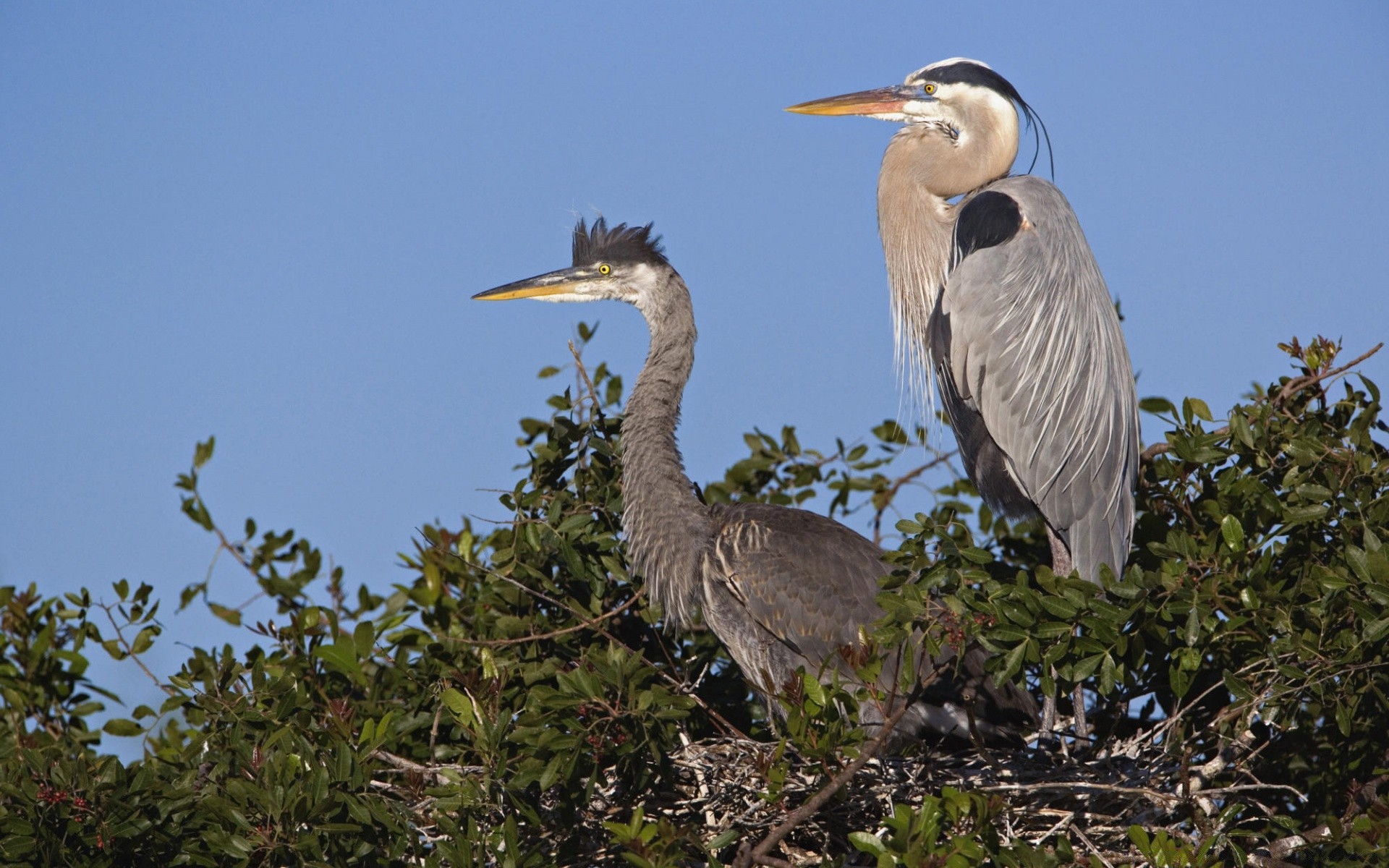 waterfowl bird wildlife heron animal beak nature feather avian marsh outdoors water wild