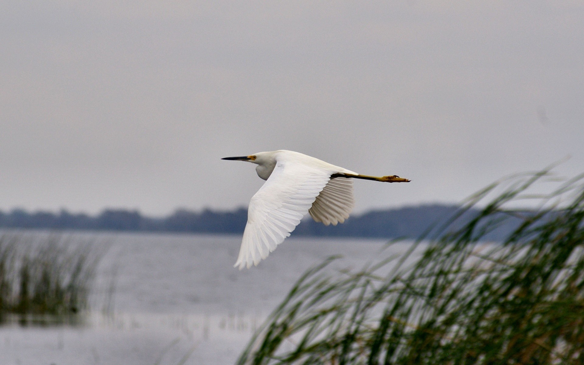 waterfowl bird nature wildlife outdoors water seagulls sky lake flight