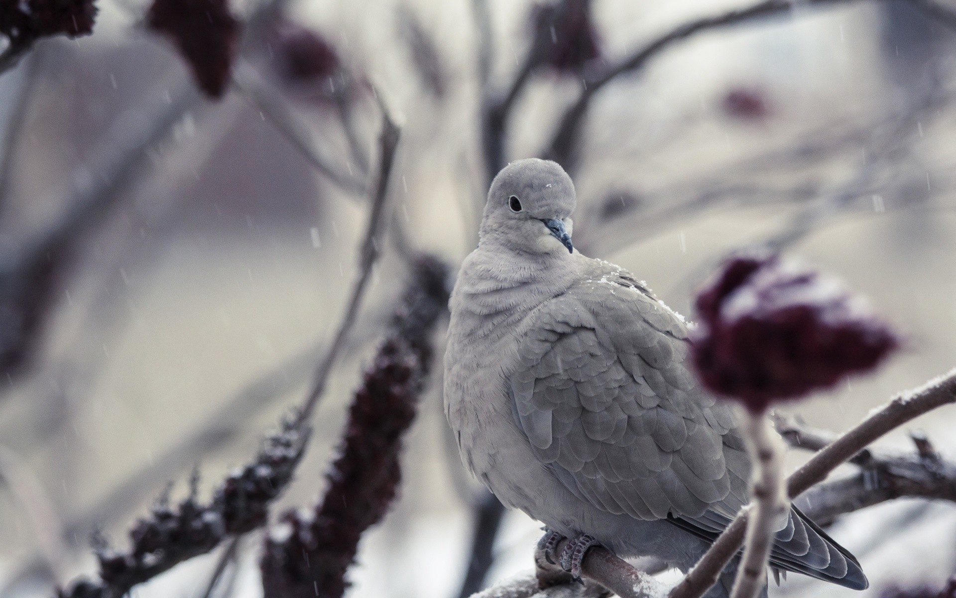 paloma invierno pájaro nieve paloma frío naturaleza al aire libre vida silvestre escarcha